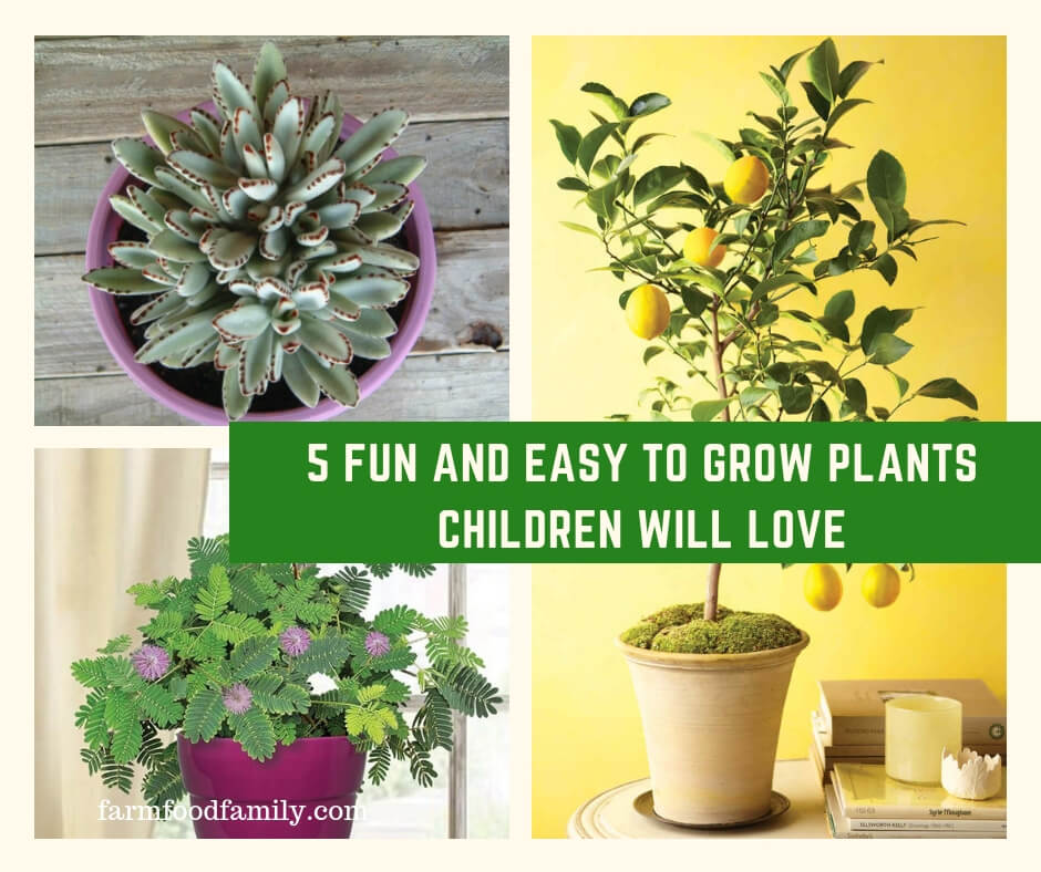 მარტივი შიდა მცენარეები ბავშვებისთვის