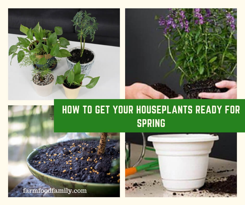 How to Get Your Houseplants Ready for Spring