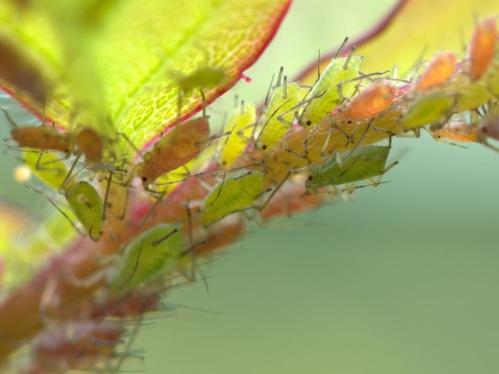 get rid of aphid