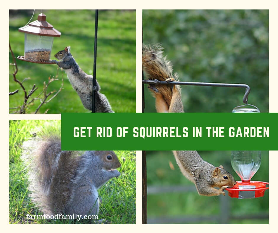 Get Rid of Squirrels in the Garden