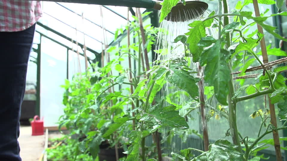 greenhouse watering
