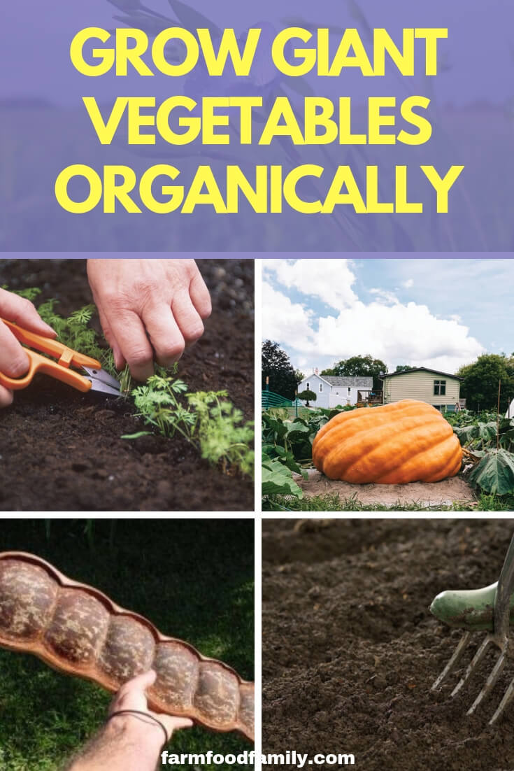 Grow Giant Vegetables Organically
