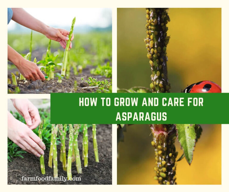 How to Grow and Care for Asparagus