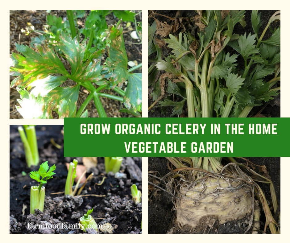 Grow Organic Celery in the Home Vegetable Garden