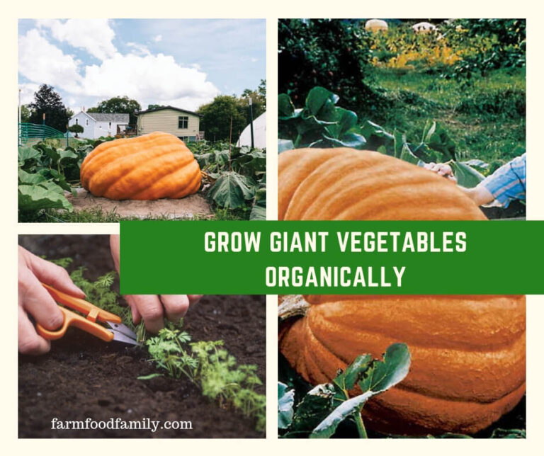Grow Giant Vegetables Organically
