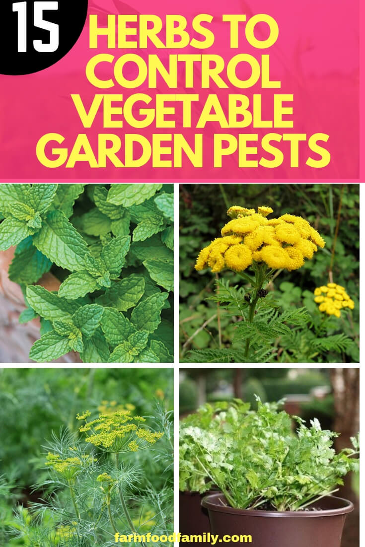 Plant Herbs to Control Vegetable Garden Pests