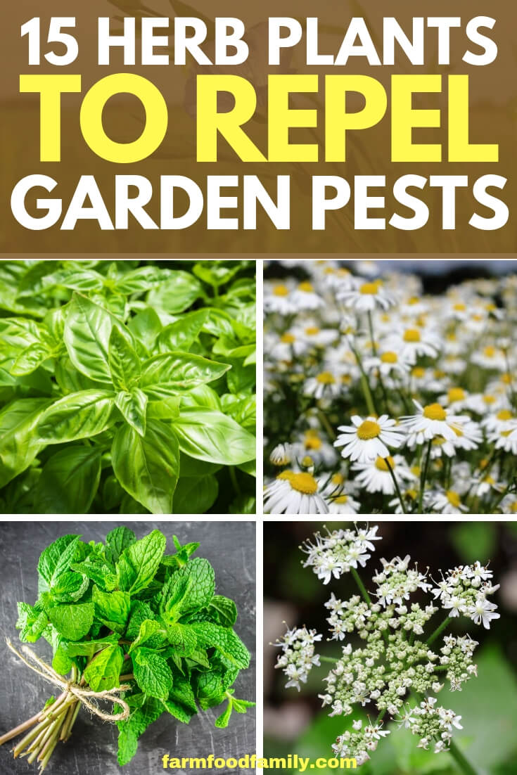 15 Herb Plants To Repel Garden Pests