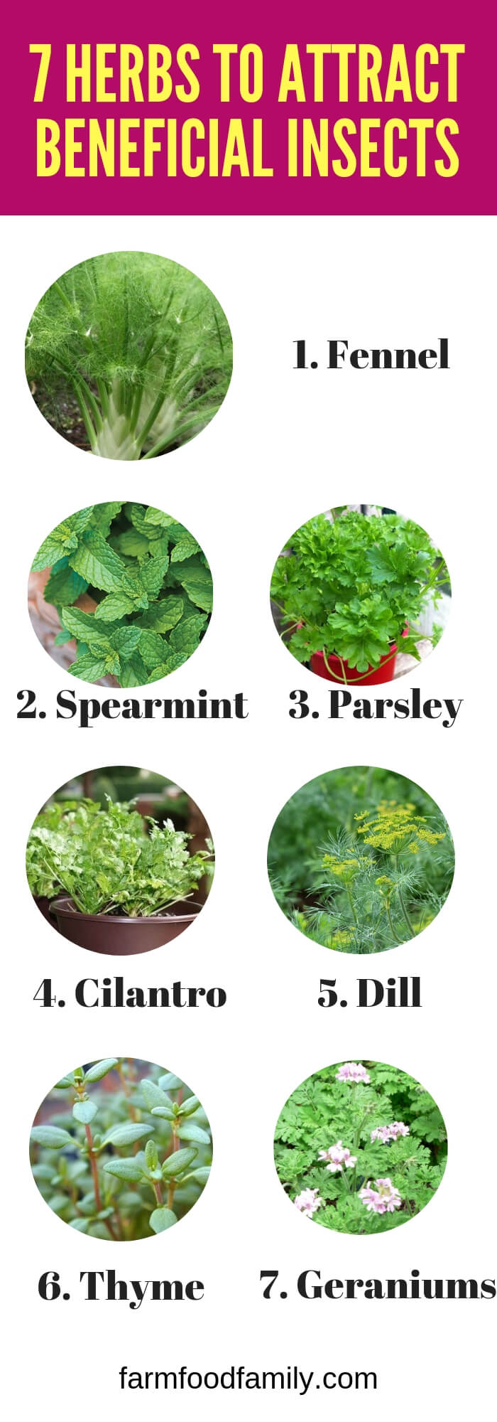 Herbs to Plant to Attract Beneficial Insects