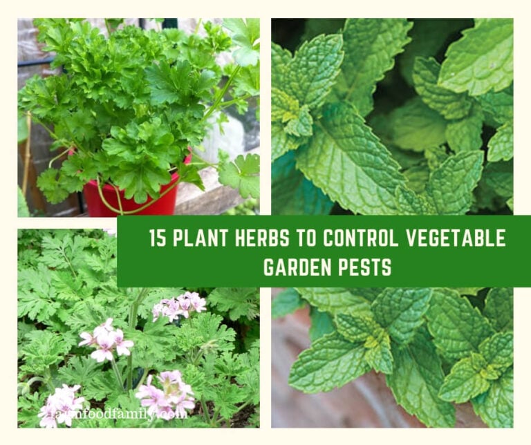 Plant Herbs to Control Vegetable Garden Pests