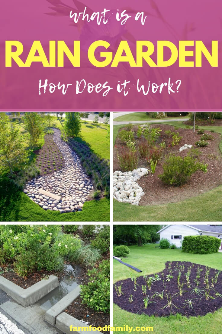 What is a Rain Garden? How Does it Work?