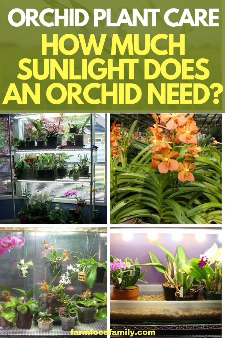 Orchid Plant Care: How Much Sunlight Does an Orchid Need?