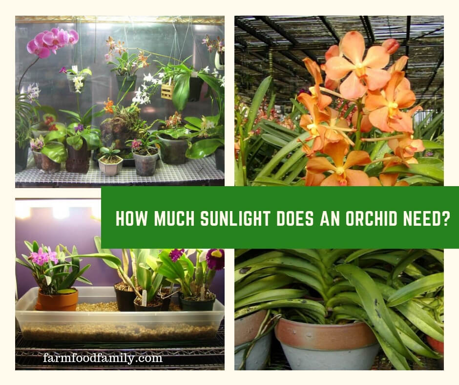 How Much Sunlight Should Orchids Get 