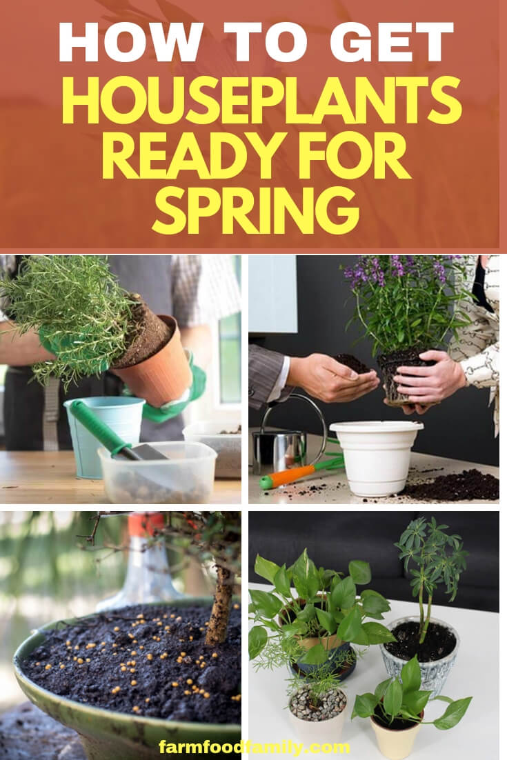 The days are getting longer and warmer, and that means it’s time for houseplants to come out of dormancy and begin putting forth lots of new growth. To help them look their best, here’s a spring maintenance list