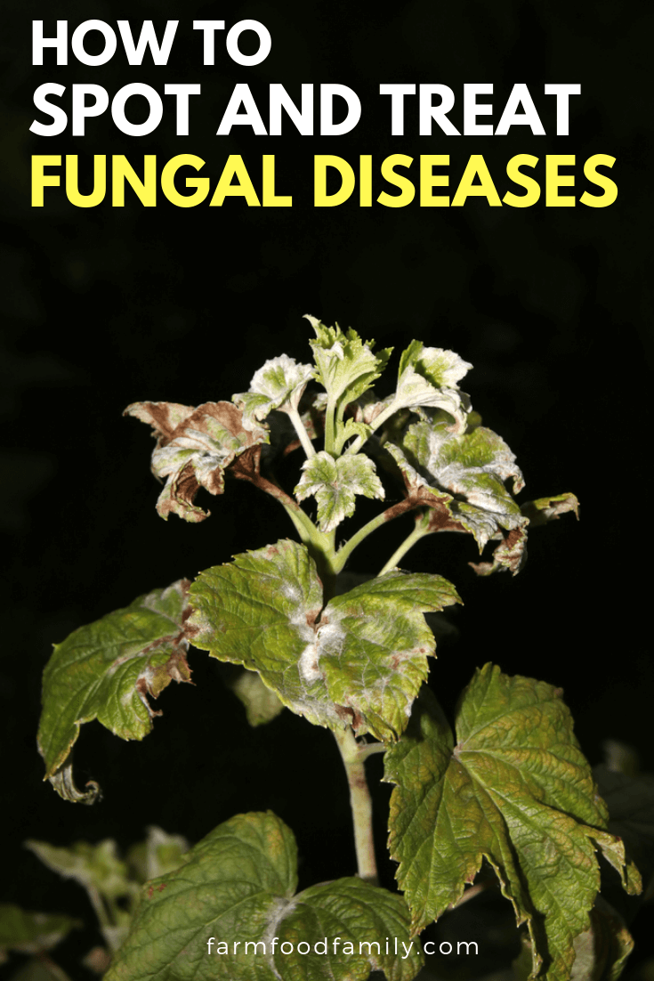 how to spot treat fungal diseases