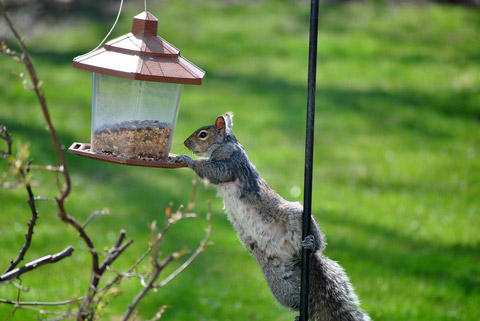 keep squirrels out of bird feeder