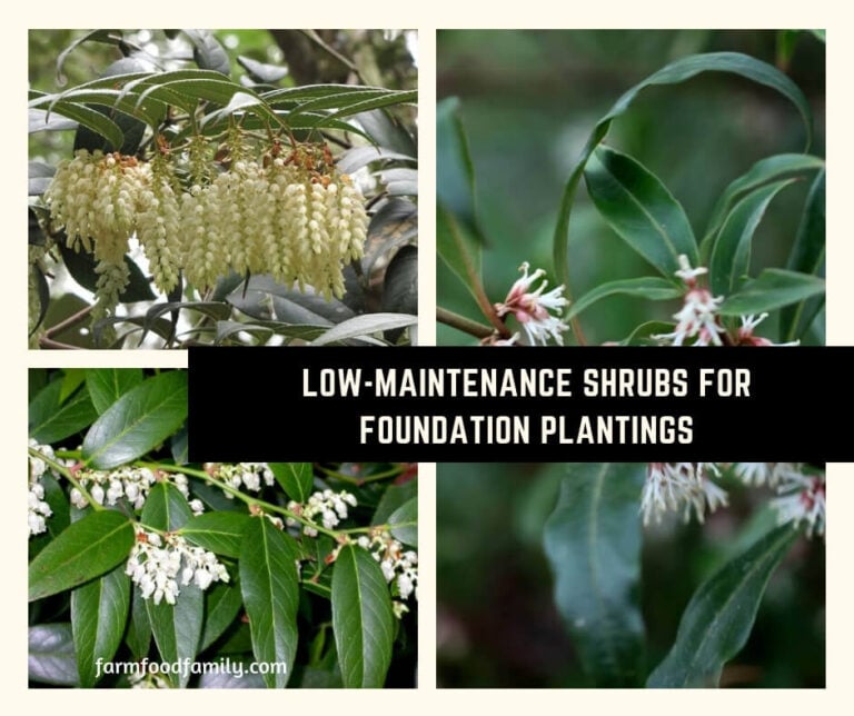 Low-Maintenance Shrubs for Foundation Plantings