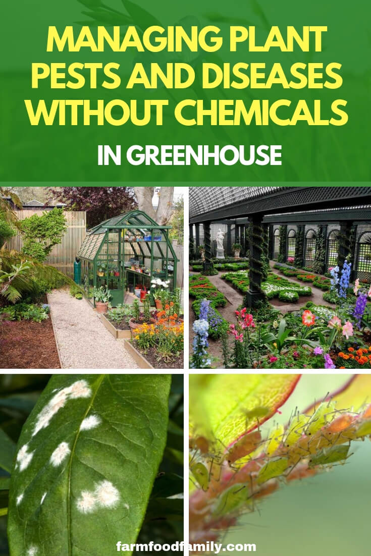 Managing Plant Pests and Diseases Without Chemicals In Greenhouse