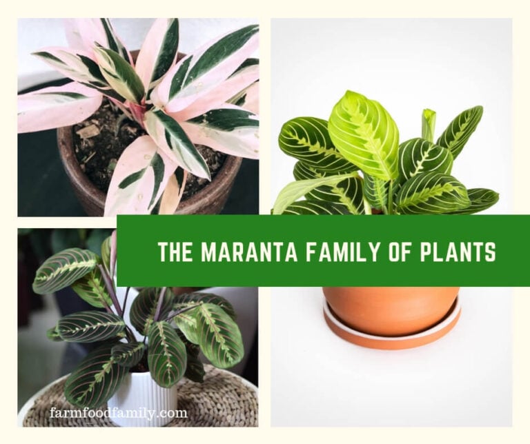 The Maranta Family of Plants