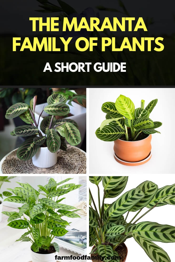 The Maranta Family of Plants