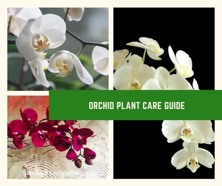 Orchid Plant Care Guide