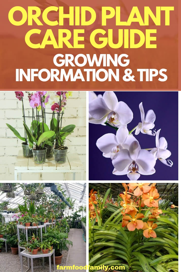 This collection of Orchid Care Articles will help you easily find all of the basic information you’ll need to begin to successfully grow and bloom orchids.