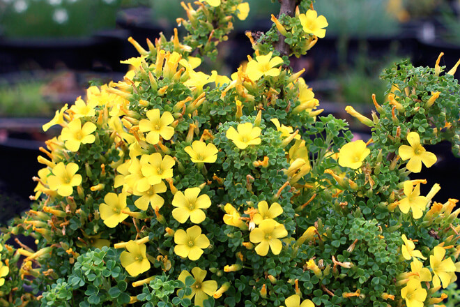 Oxalis Brazil (Silver and Gold)