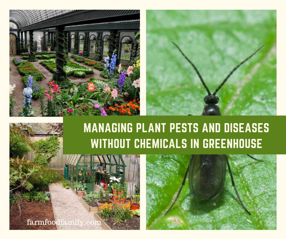Managing Plant Pests and Diseases Without Chemicals In Greenhouse
