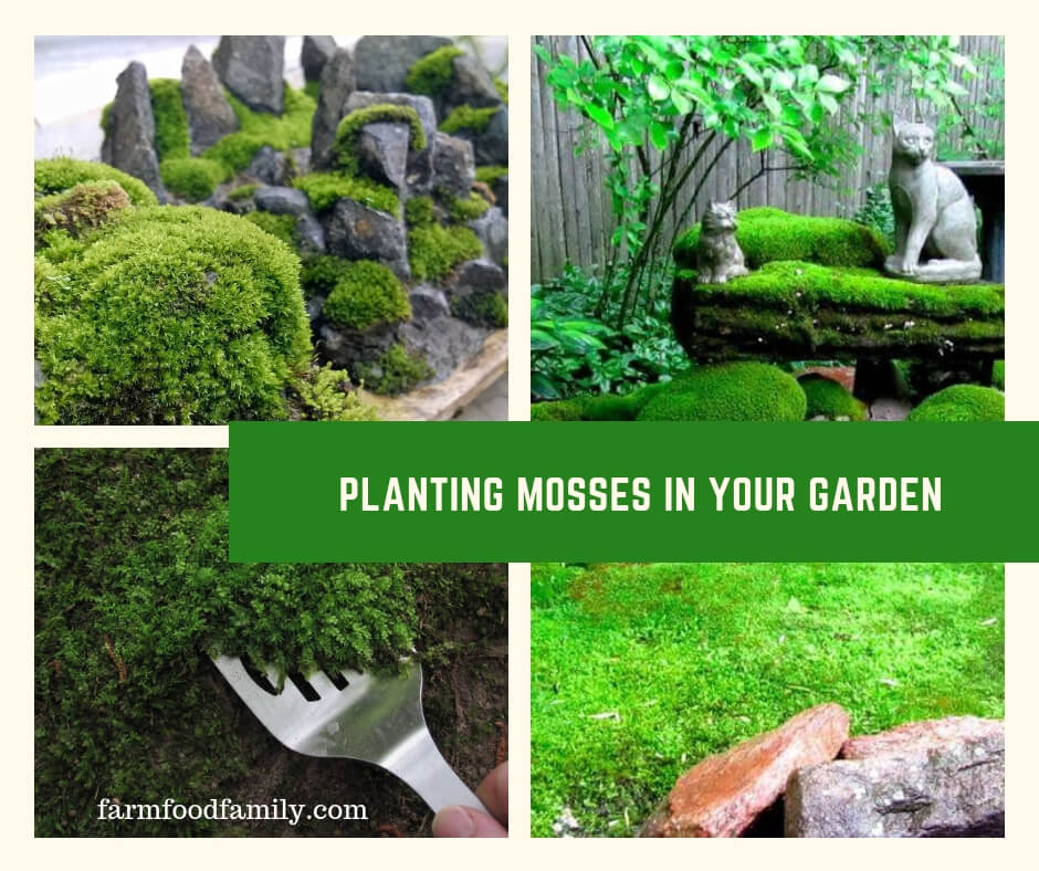 Planting Mosses in Your Garden