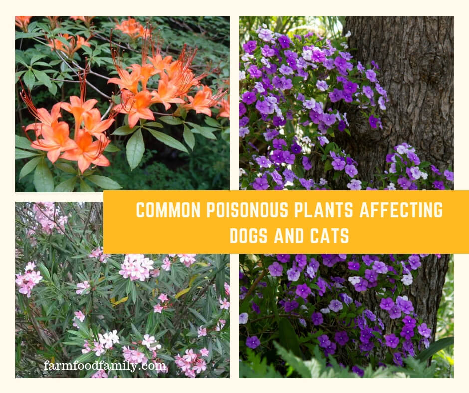 Common Poisonous Plants Affecting Dogs and Cats