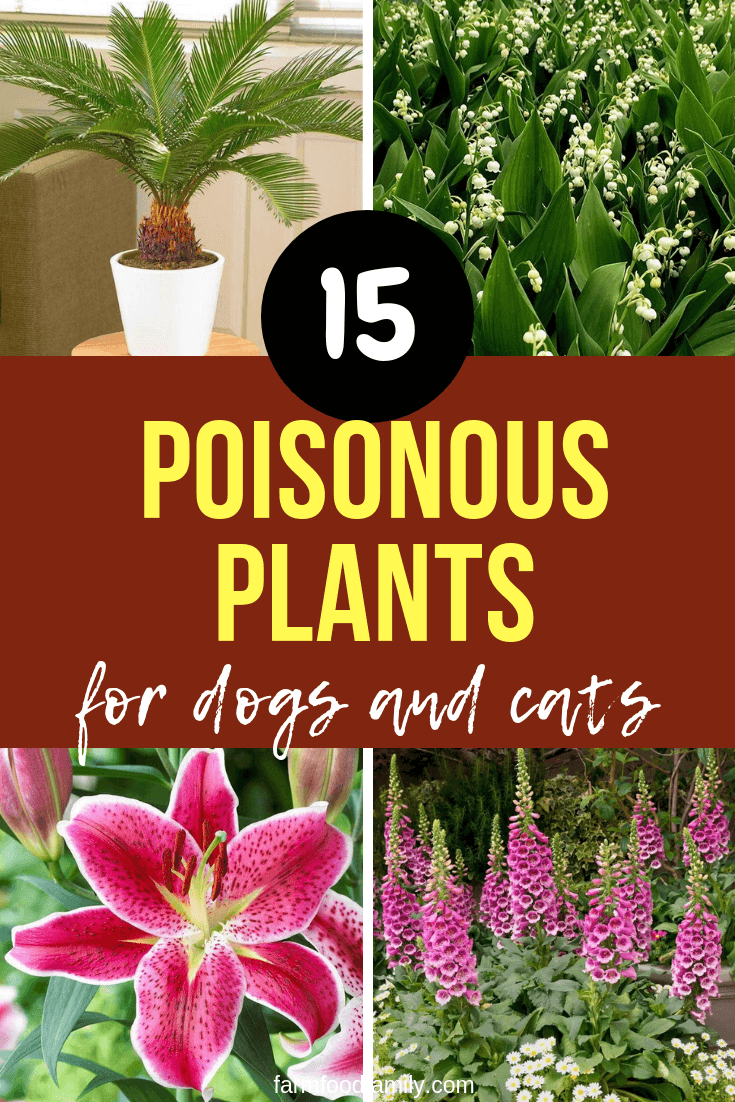 poisonous plants for dogs cats