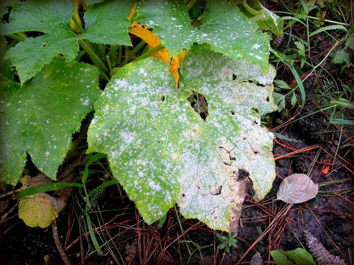 The Effects of Too Much Rain on the Garden: Powdery Mildew