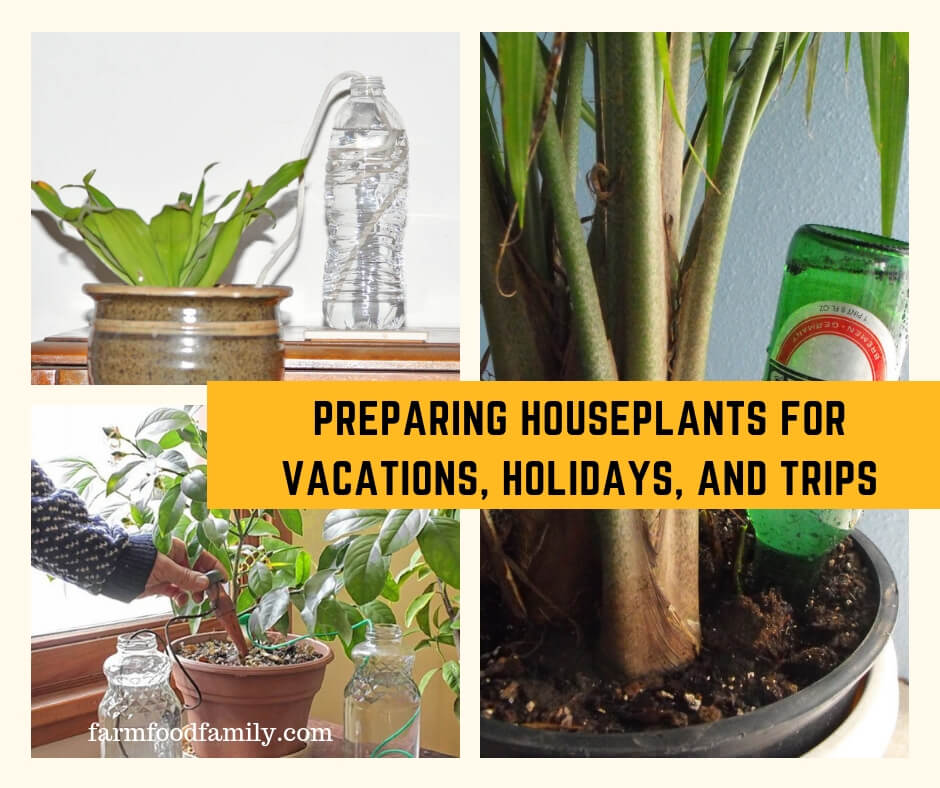 Preparing Houseplants for Vacations, Holidays, and Trips