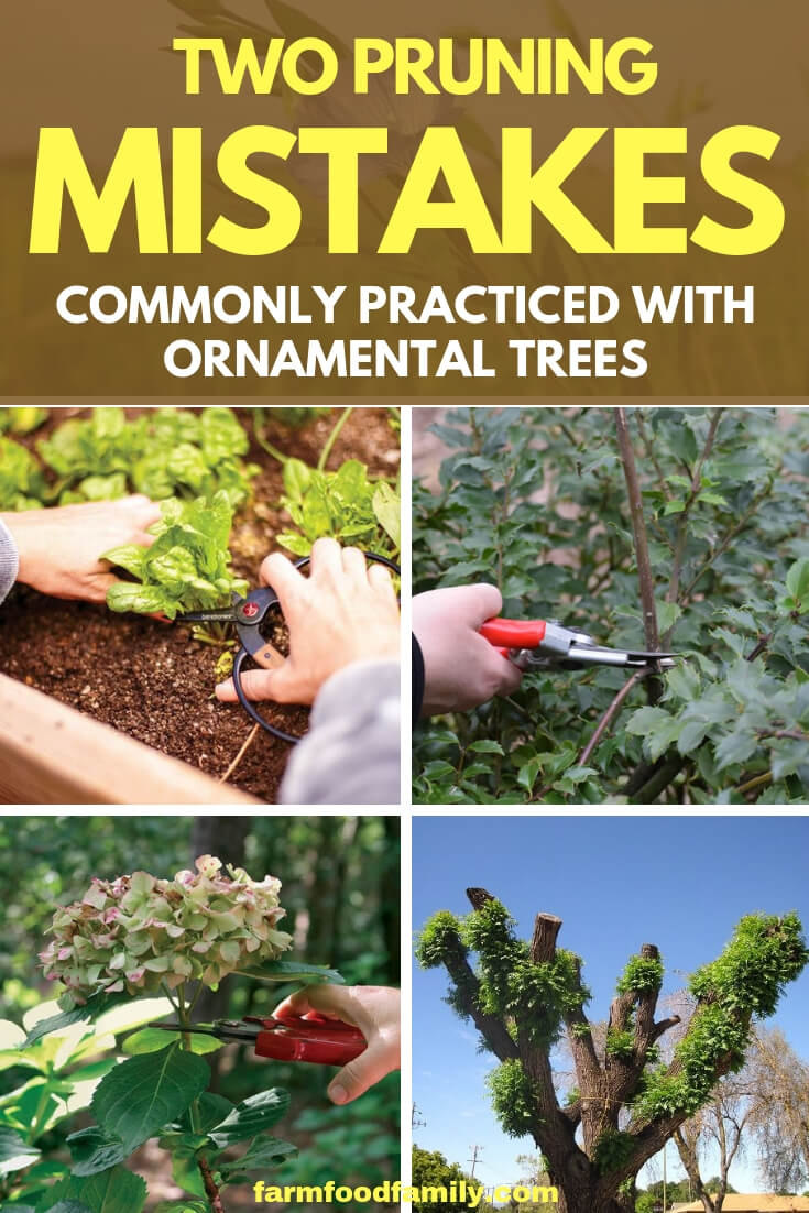 Two Pruning Mistakes Commonly Practiced with Ornamental Trees
