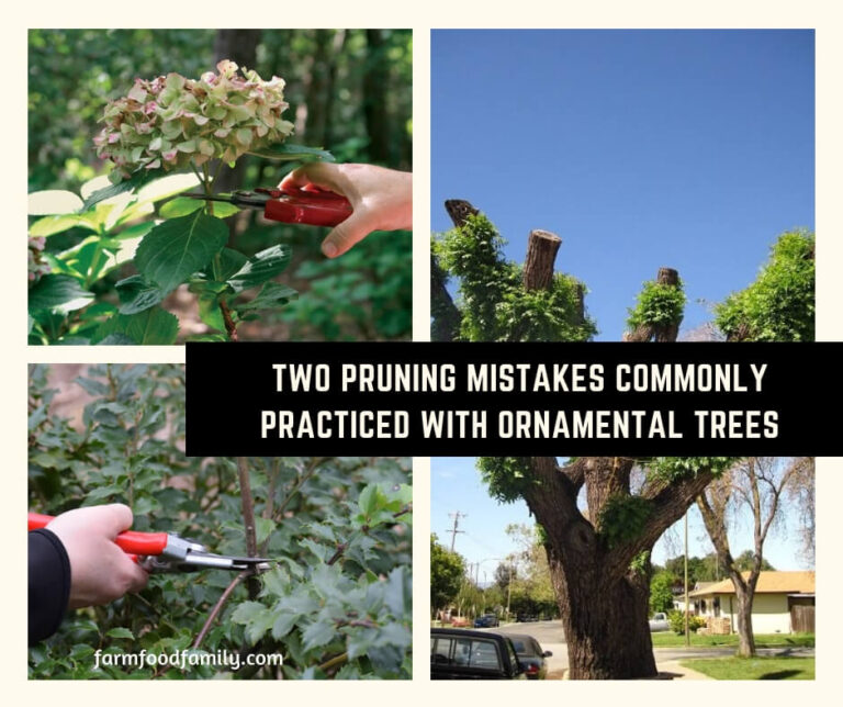 Two Pruning Mistakes Commonly Practiced with Ornamental Trees