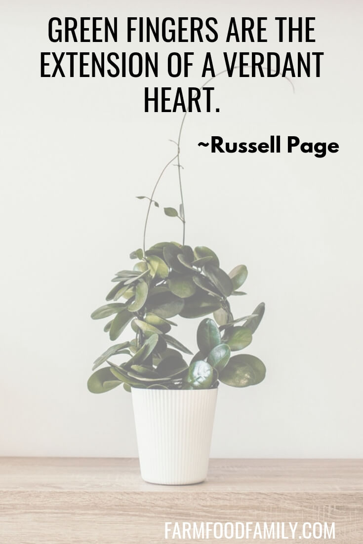 16 Quotes for Houseplant Lovers (Indoor Gardening)