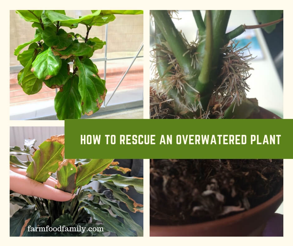 How to Rescue an Overwatered Plant