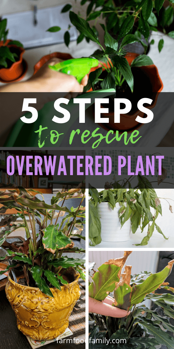 rescue overwatered plant