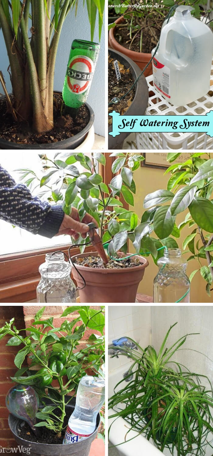 Watering houseplants when you're away: These are the solutions | Best DIY Self-Watering System Ideas