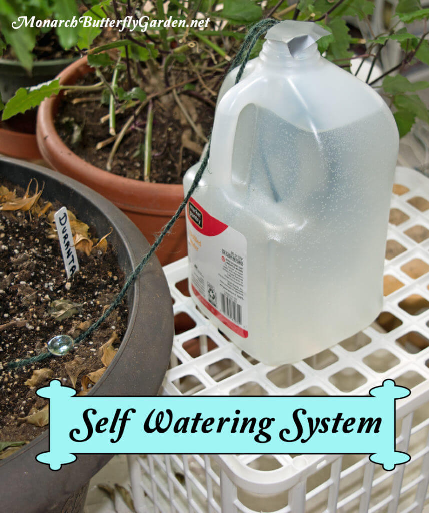 Self Watering System Indoor