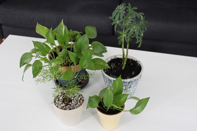 Spring cleaning houseplants