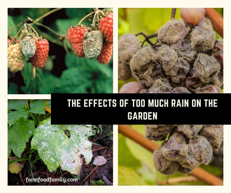The Effects of Too Much Rain on the Garden