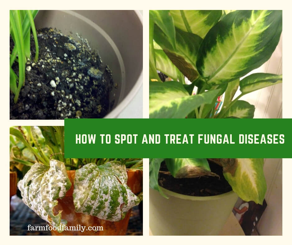How to Spot and Treat Fungal Diseases