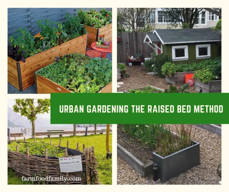 Urban Gardening the Raised Bed Method