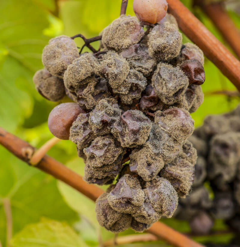 The Effects of Too Much Rain on the Garden: Botrytis