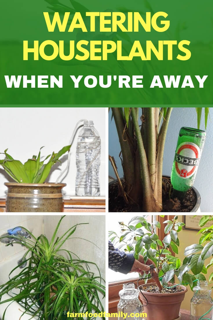 Preparing Houseplants for Vacations, Holidays, and Trips