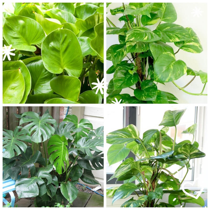 13 Philodendrons houseplant
