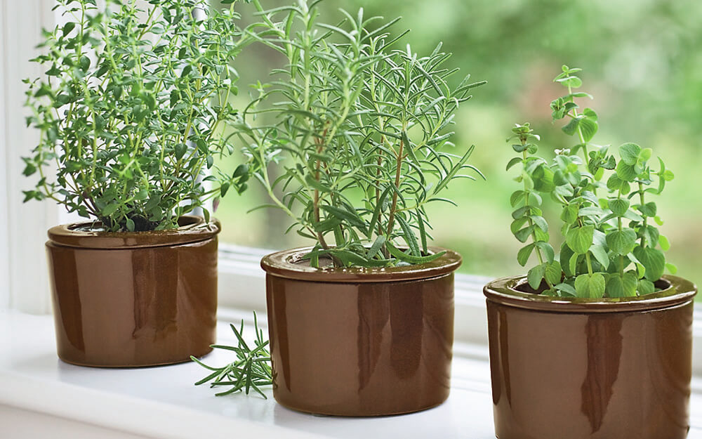 Herbs on Windowsill