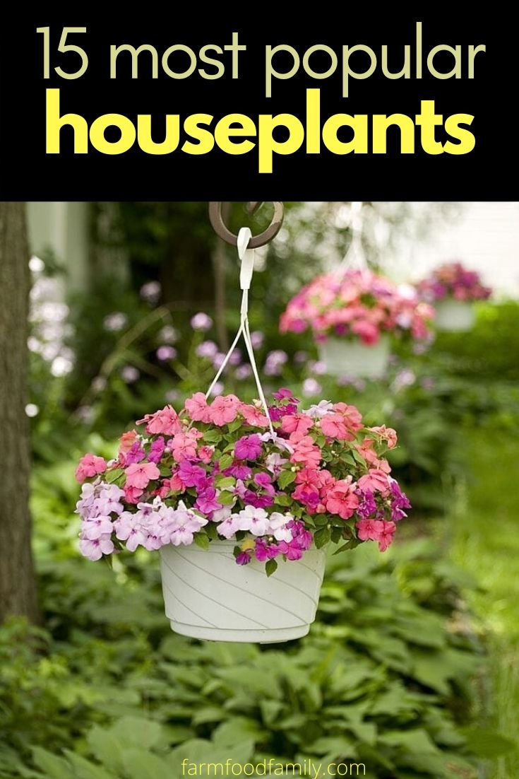 most popular houseplants