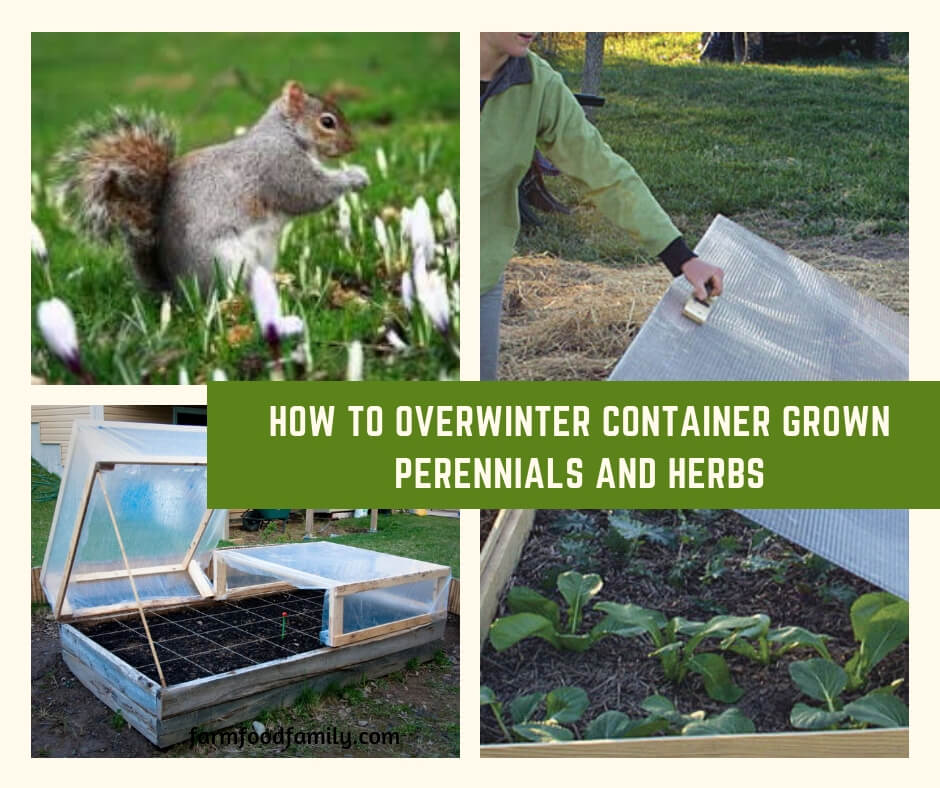 How to Overwinter Container Grown Perennials and Herbs