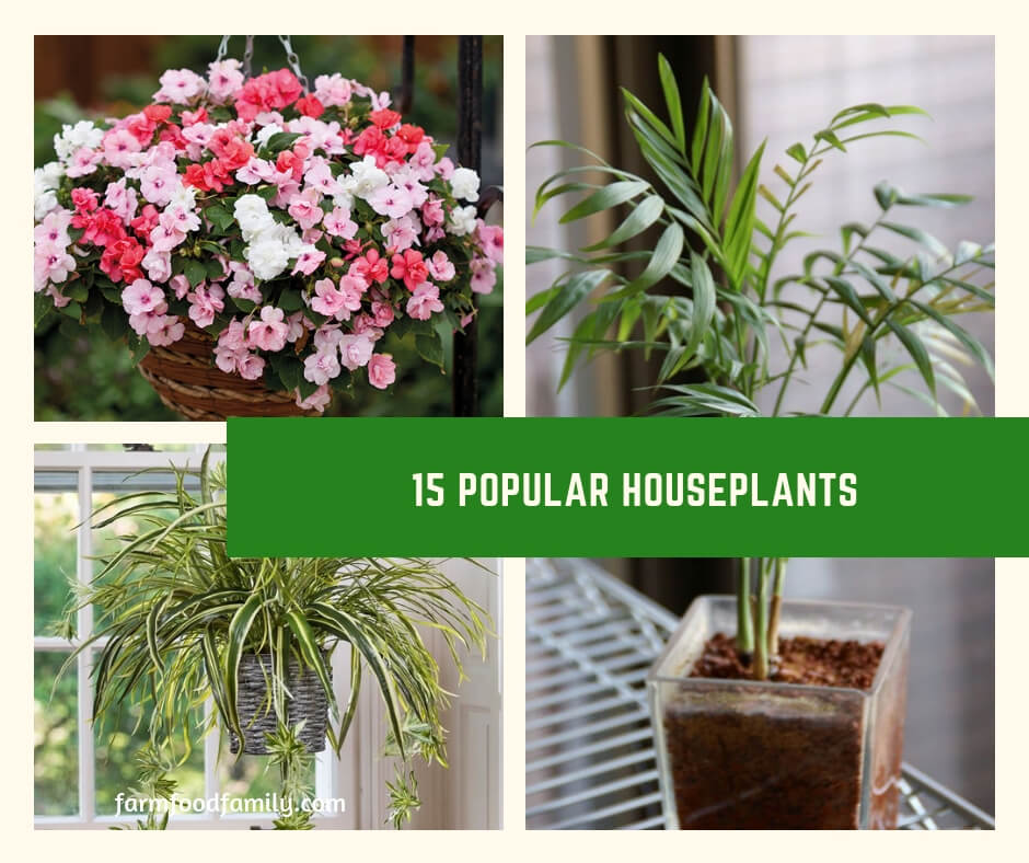 House plants are varied and very broad. Most can be categorized as flowering and non flowering. While we commonly assume house plants are few in numbers, the truth is there are hundreds of varieties of house plants.